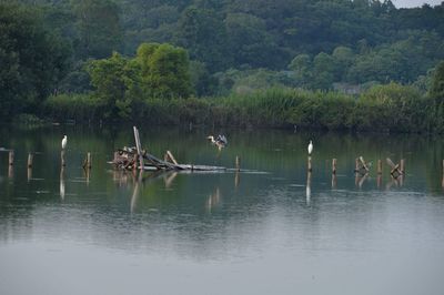 Birds on lake against trees