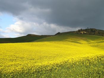 Scenic view of field against sky