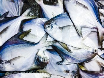 Close-up of fish in market