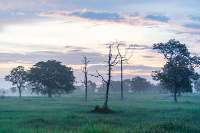 Trees on field against sky during sunset