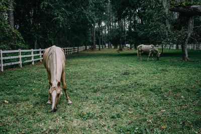 Horses grazing on grassy field against trees