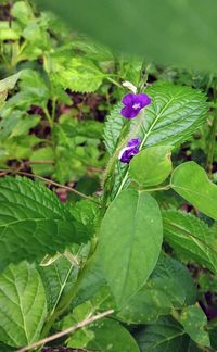 Close-up of purple flowering plant