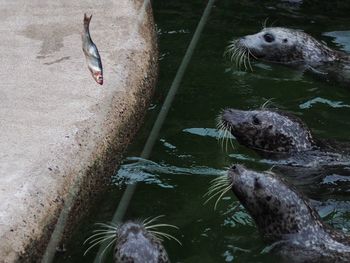 Group of birds in water