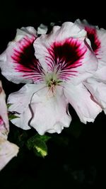 Close-up of pink flowers