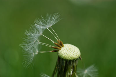 Close-up of wilted dandelion on plant