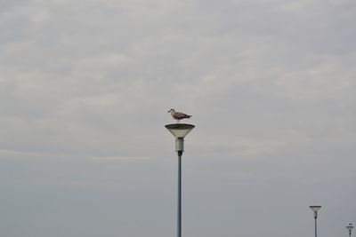 Low angle view of street light against sky