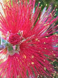 Close-up of pink flower
