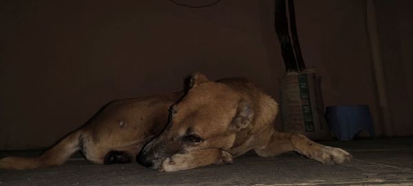 Dog sleeping on floor at home