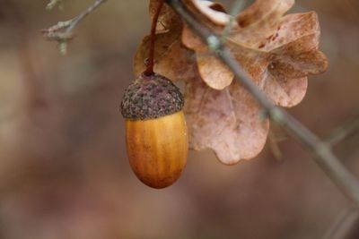 Close-up of fruit growing on tree