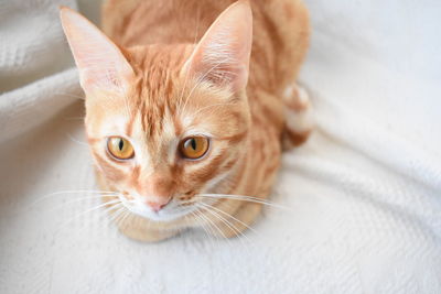 Close-up portrait of kitten