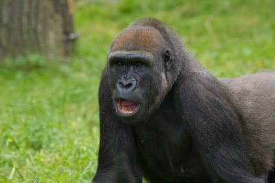 Close-up of gorilla with open mouth on grassy field at zoo