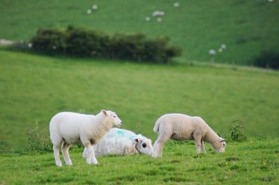 Sheep in a field