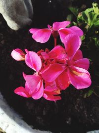 Close-up of pink flower