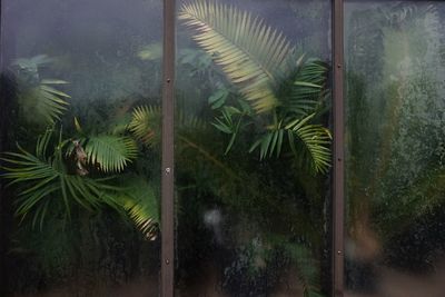 Close-up of palm tree