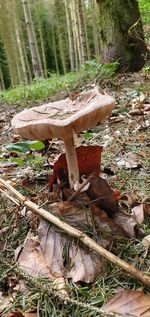 Close-up of mushrooms growing on field in forest