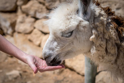 Close-up of hand feeding