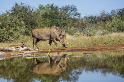 Side view of deer in lake