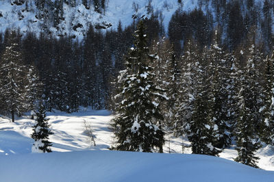 Snow covered pine trees in forest