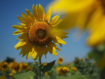 Close-up of sunflower against sky