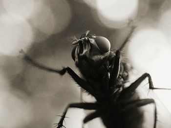 Close-up of insect on flower bud