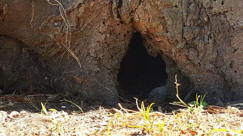 Close-up of elephant