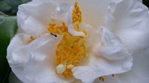 Close-up of white flowers