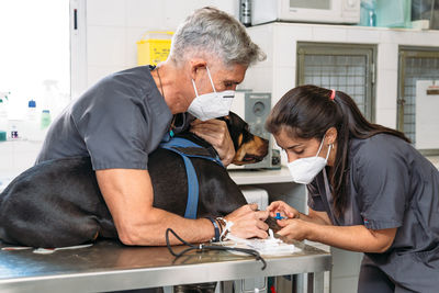 Nurse administering anesthesia to a tame rottweiler dog before surgery