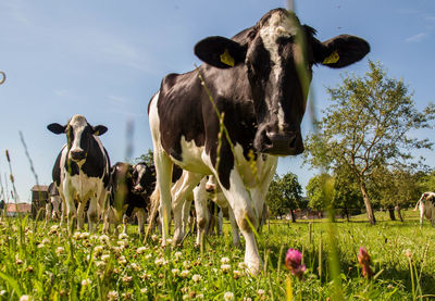Low angle view of cows walking on field against sky during sunny day