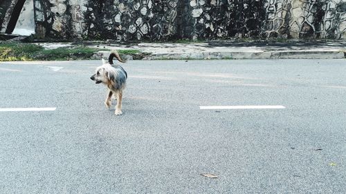 Dog standing on road