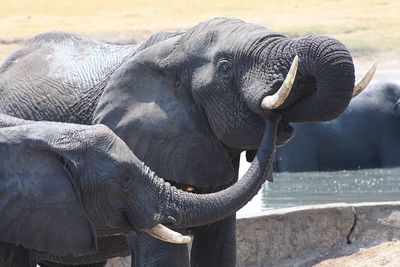 Close-up of elephant in zoo