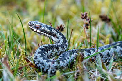 Close-up of lizard on land