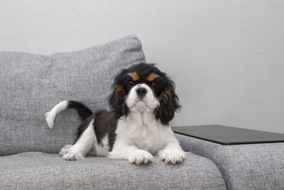 Portrait of dog sitting on sofa at home