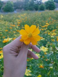 Close-up of hand holding yellow flower