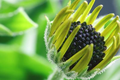 Close-up of green plant