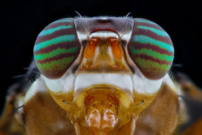 Close-up portrait of an insect over black background