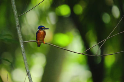 Bird perching on wall