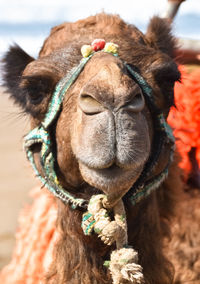 Close-up of a horse