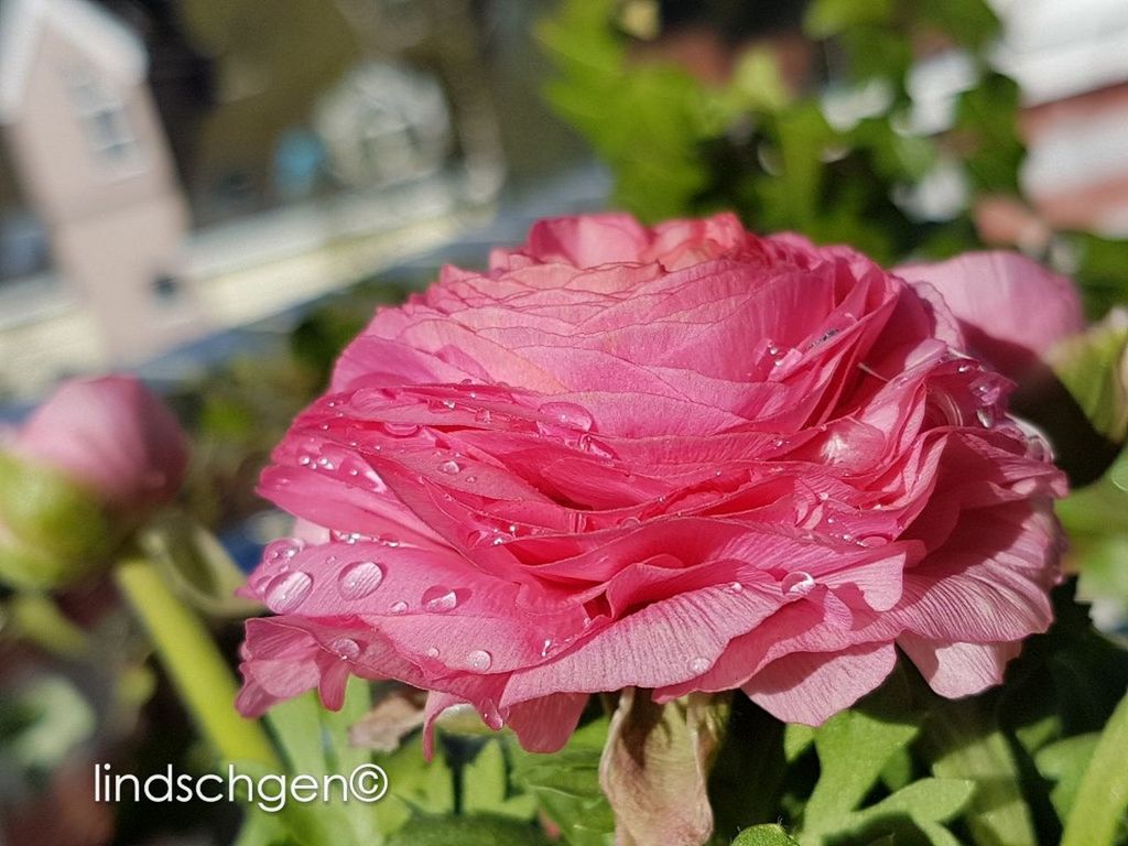 petal, flower, fragility, flower head, nature, growth, beauty in nature, freshness, day, leaf, pink color, close-up, no people, plant, blooming, outdoors, water