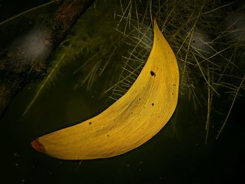 Close-up of leaves