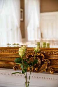 Close-up of potted plant on table at home