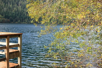 Scenic view of lake in forest