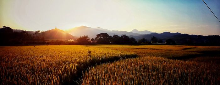 Sunset over field