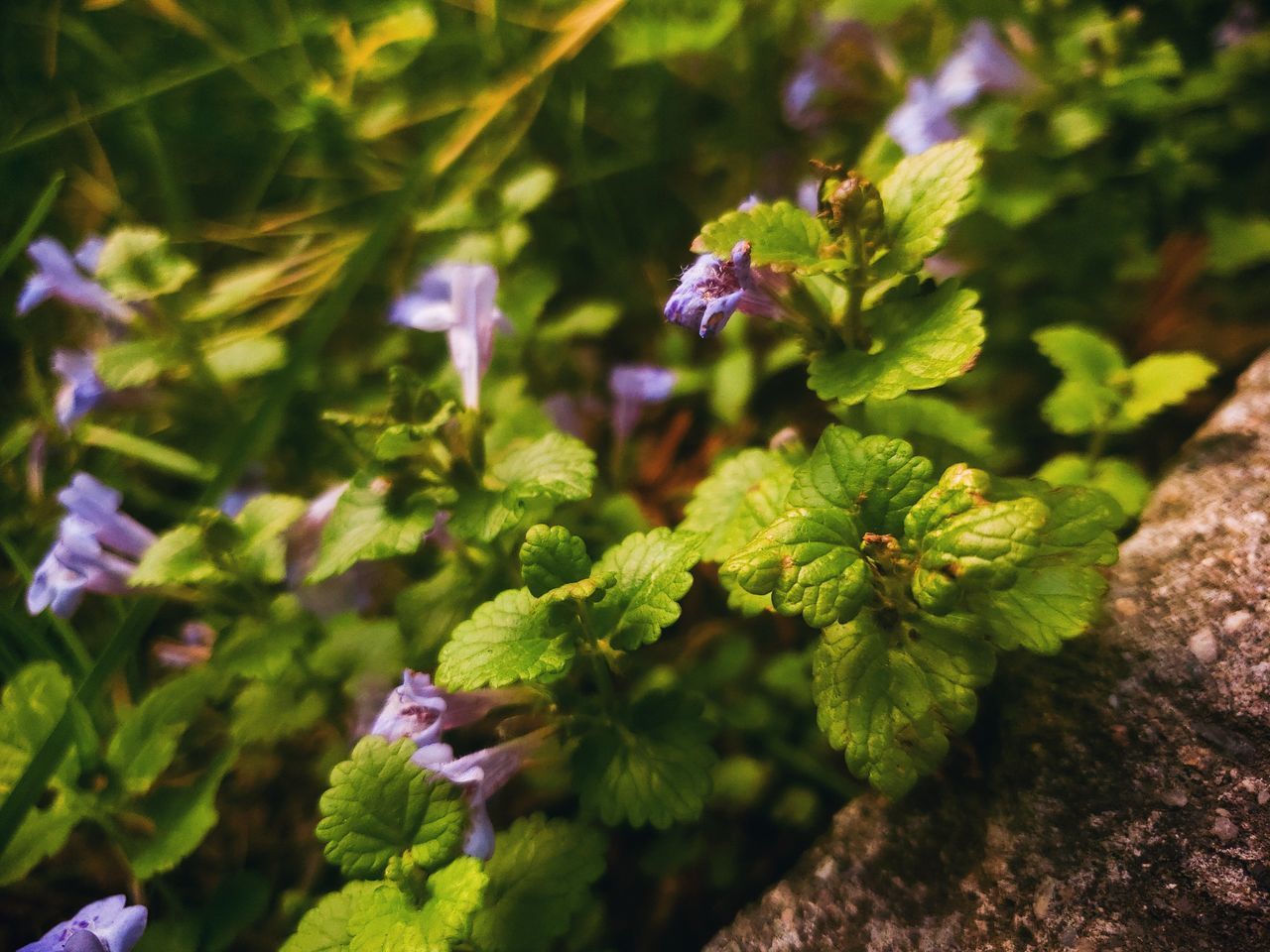 growth, plant, beauty in nature, close-up, nature, no people, selective focus, day, green color, fragility, vulnerability, leaf, plant part, focus on foreground, freshness, outdoors, flower, flowering plant, tranquility, purple, flower head