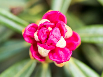 Close-up of pink flower