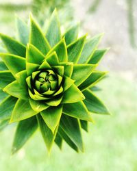 Close-up of a plant