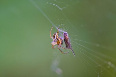 Close-up of spider on web