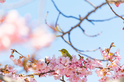 Bird perching on cherry blossoms tree