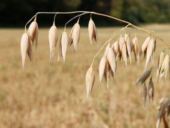 Close-up of plants on field