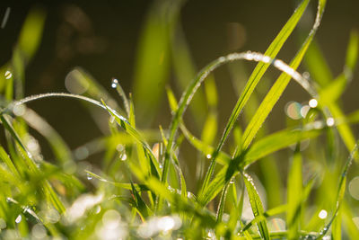 Close-up of wet plant