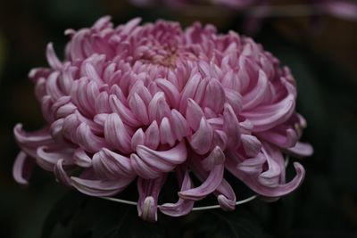 Close-up of pink roses